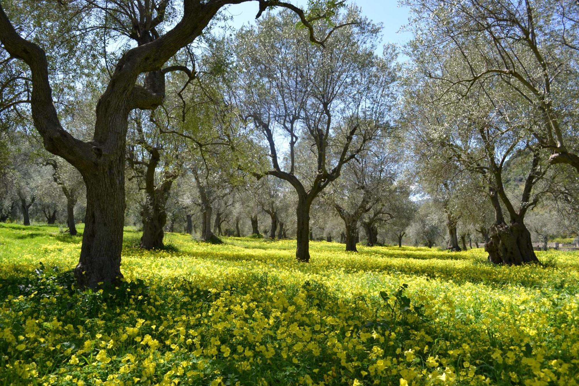Agriturismo Malena Amica Екстер'єр фото